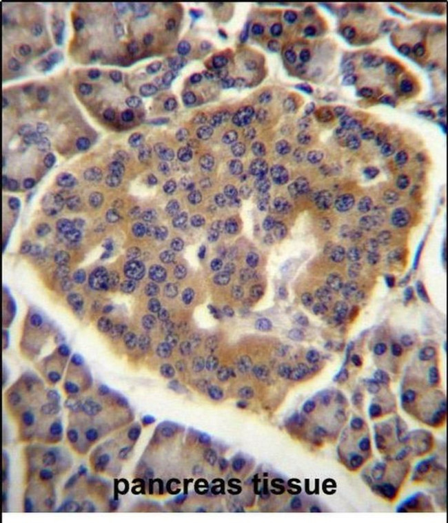 C15orf40 Antibody in Immunohistochemistry (Paraffin) (IHC (P))