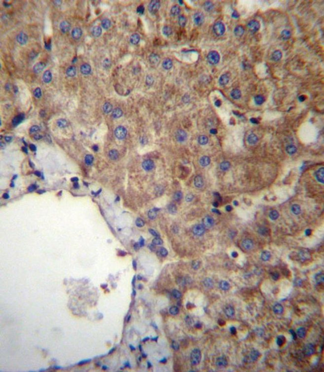 SLC23A1 Antibody in Immunohistochemistry (Paraffin) (IHC (P))