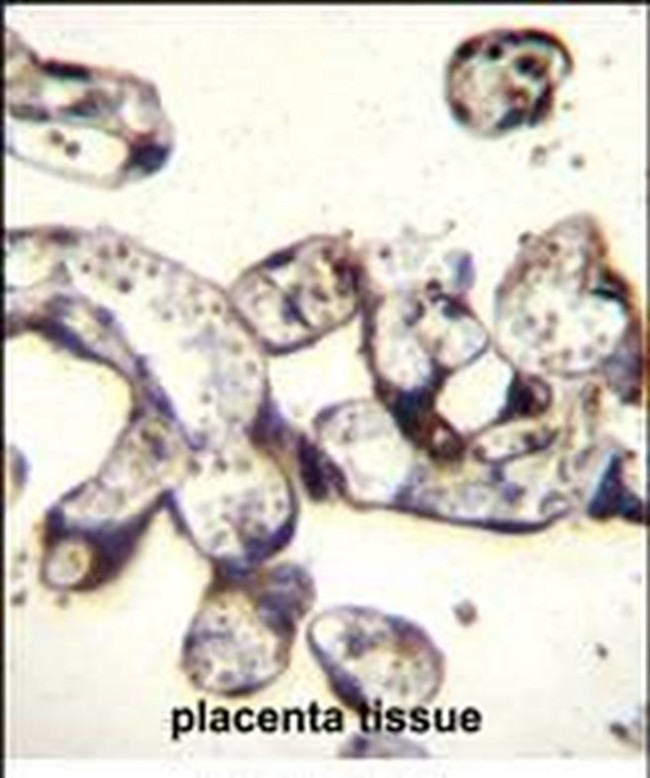FKBP7 Antibody in Immunohistochemistry (Paraffin) (IHC (P))