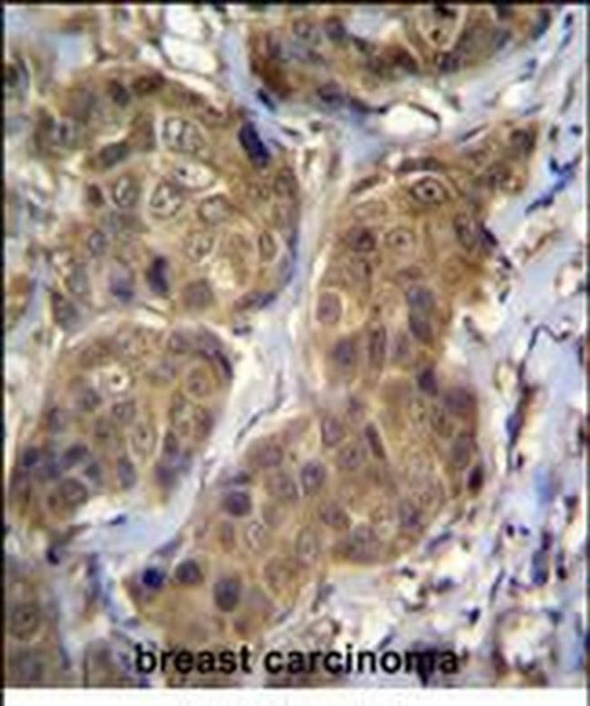 RNF11 Antibody in Immunohistochemistry (Paraffin) (IHC (P))