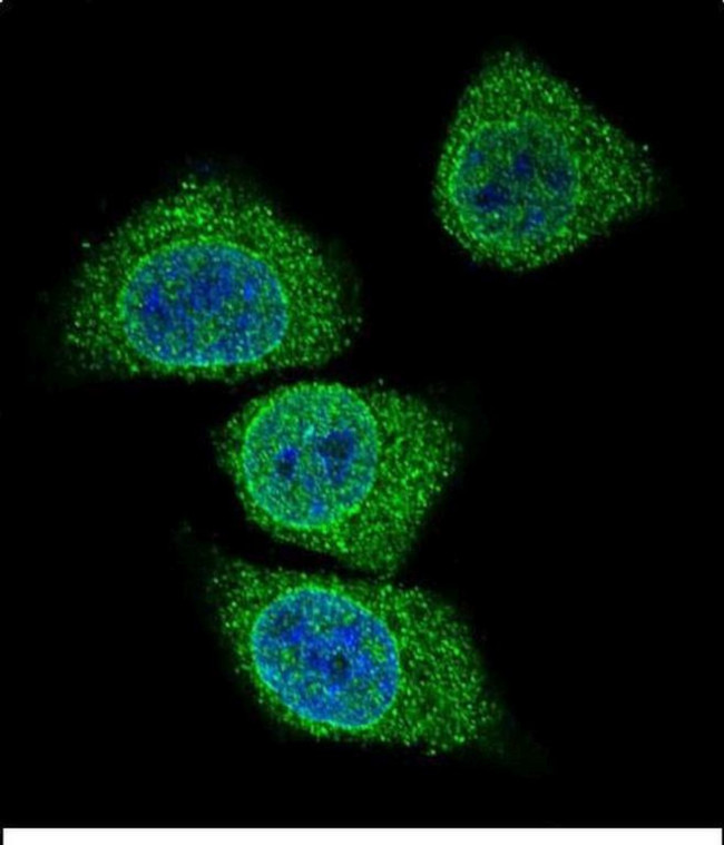 GIF Antibody in Immunocytochemistry (ICC/IF)