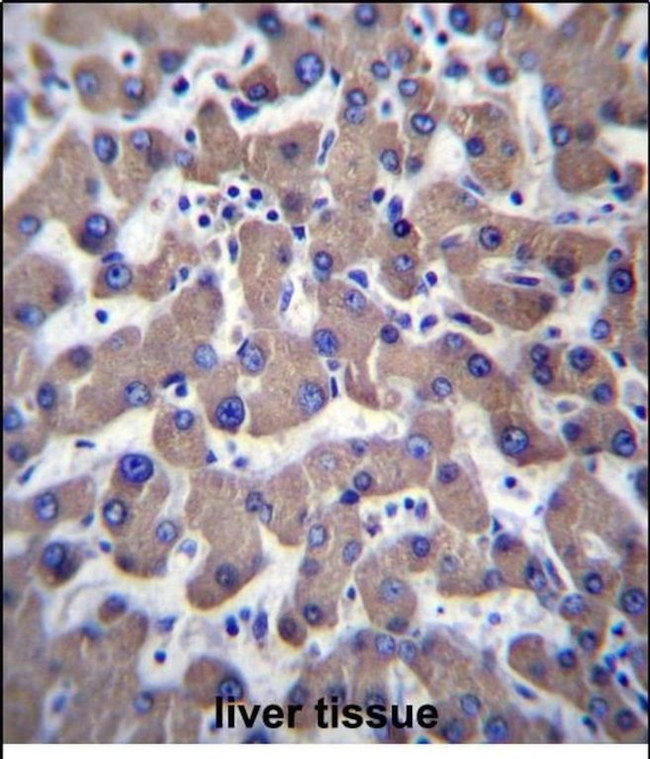 TMEM70 Antibody in Immunohistochemistry (Paraffin) (IHC (P))