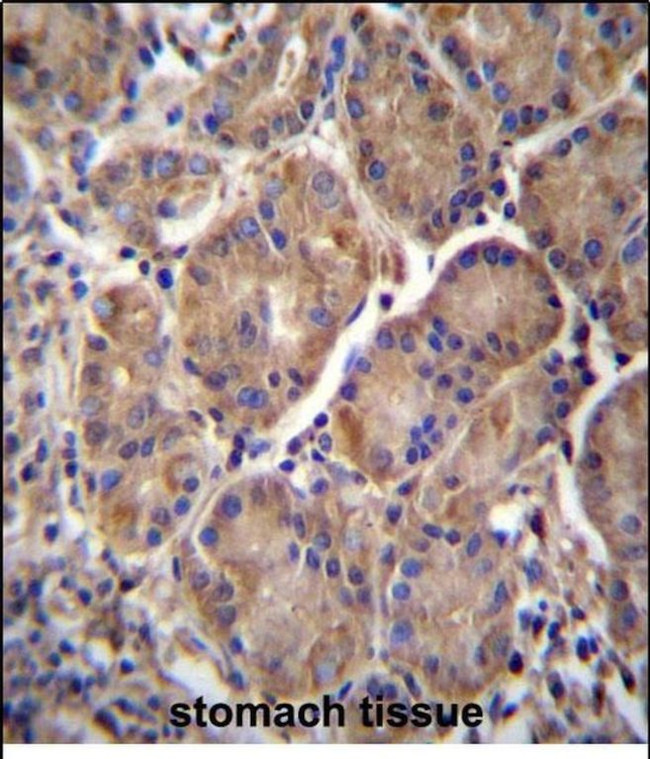 EndoGlyx-1 Antibody in Immunohistochemistry (Paraffin) (IHC (P))