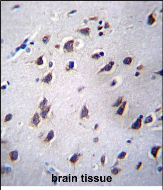 LSM12 Antibody in Immunohistochemistry (Paraffin) (IHC (P))