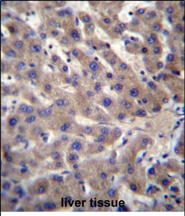 CNTLN Antibody in Immunohistochemistry (Paraffin) (IHC (P))