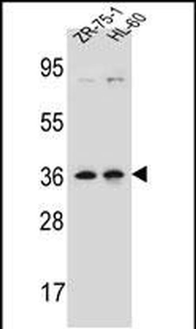 LUZP2 Antibody in Western Blot (WB)