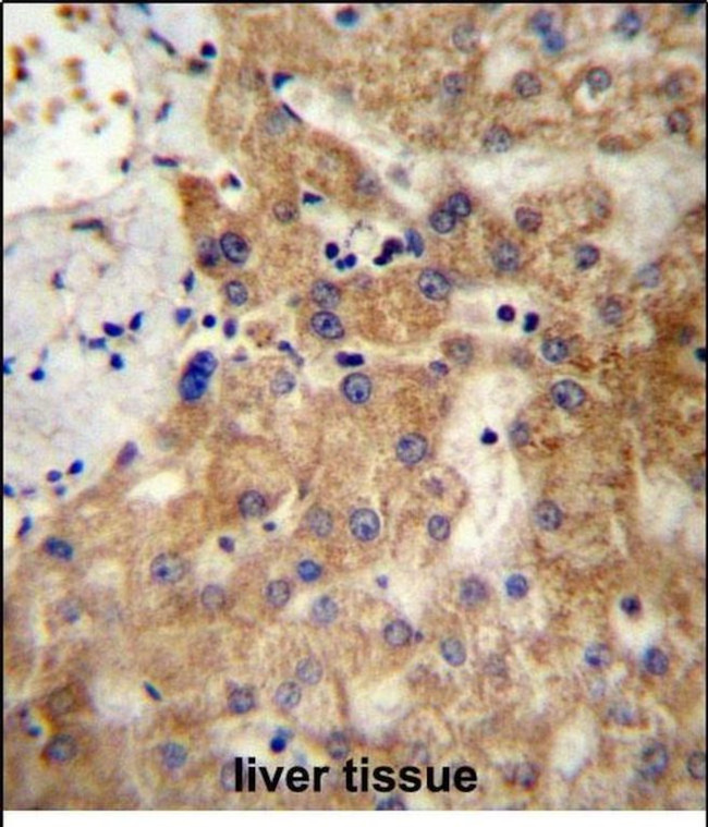 NDST1 Antibody in Immunohistochemistry (Paraffin) (IHC (P))