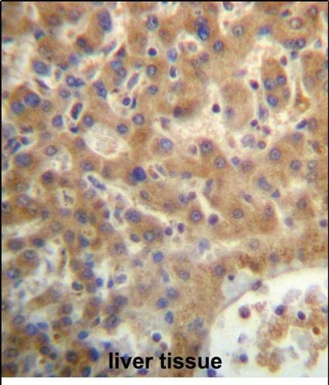 SEC14L4 Antibody in Immunohistochemistry (Paraffin) (IHC (P))
