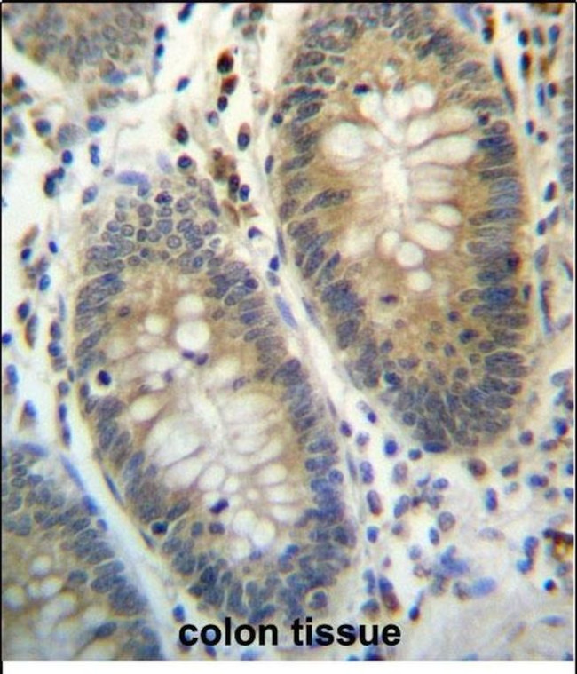 TEX261 Antibody in Immunohistochemistry (Paraffin) (IHC (P))