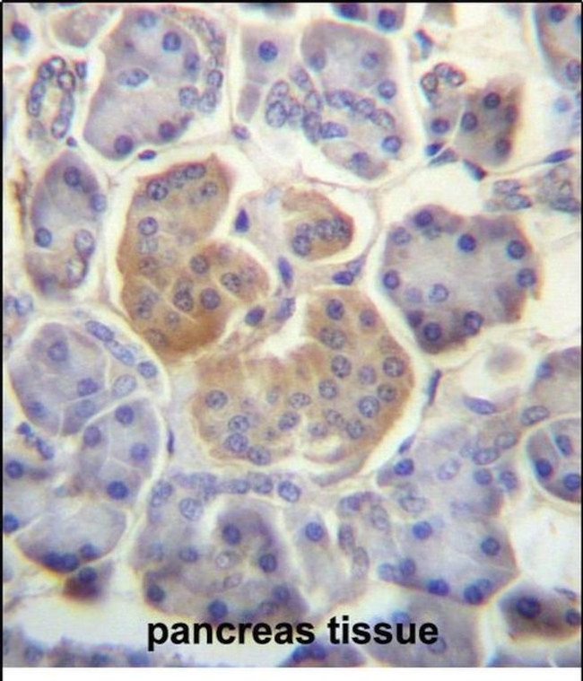 WDR25 Antibody in Immunohistochemistry (Paraffin) (IHC (P))