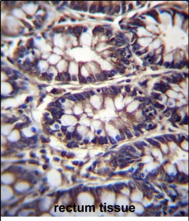 TTC15 Antibody in Immunohistochemistry (Paraffin) (IHC (P))