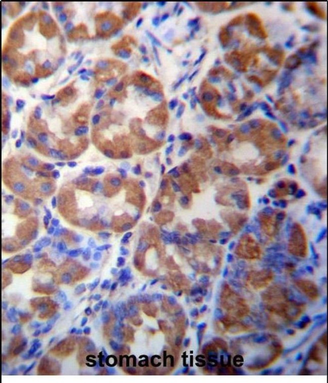 WDR89 Antibody in Immunohistochemistry (Paraffin) (IHC (P))