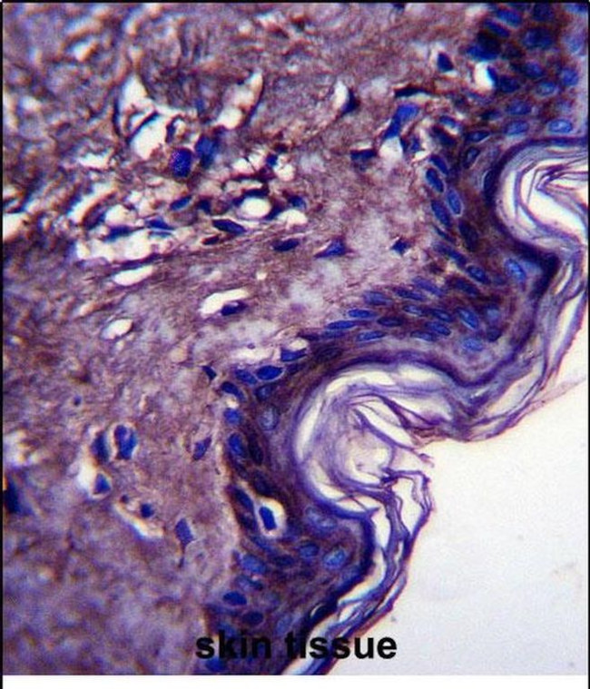 FAM213A Antibody in Immunohistochemistry (Paraffin) (IHC (P))