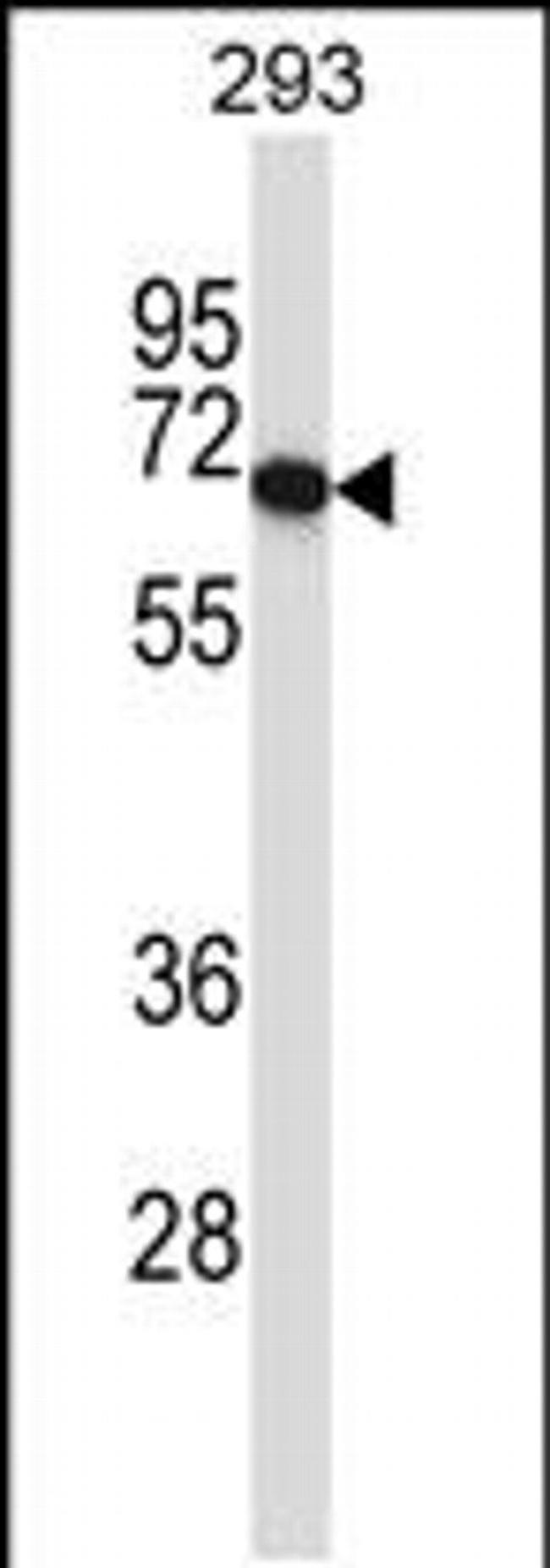 PDILT Antibody in Western Blot (WB)