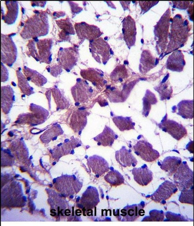 HSPA12B Antibody in Immunohistochemistry (Paraffin) (IHC (P))