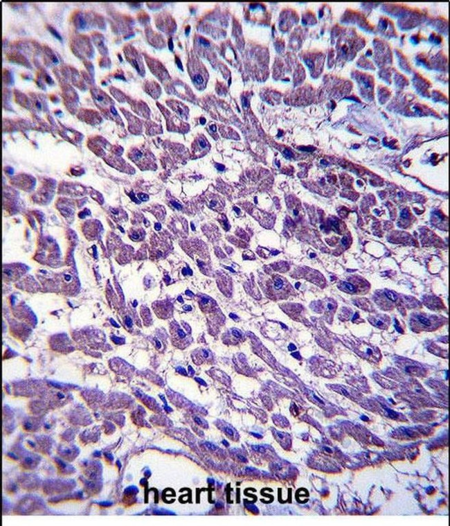EMILIN3 Antibody in Immunohistochemistry (Paraffin) (IHC (P))