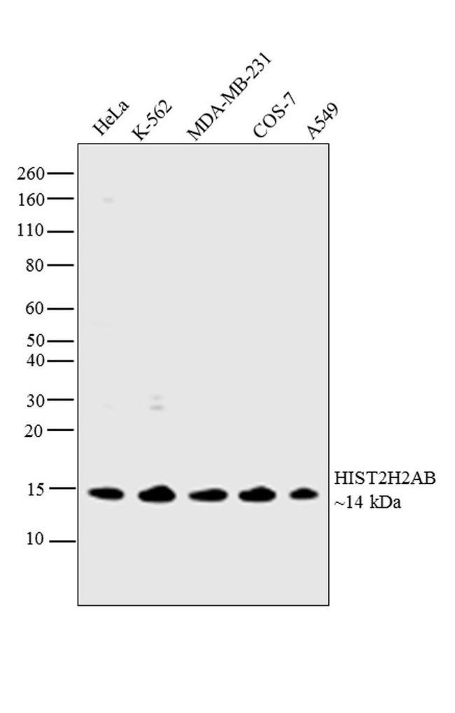HIST2H2AB Antibody in Western Blot (WB)