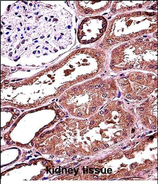 RANBP3L Antibody in Immunohistochemistry (Paraffin) (IHC (P))