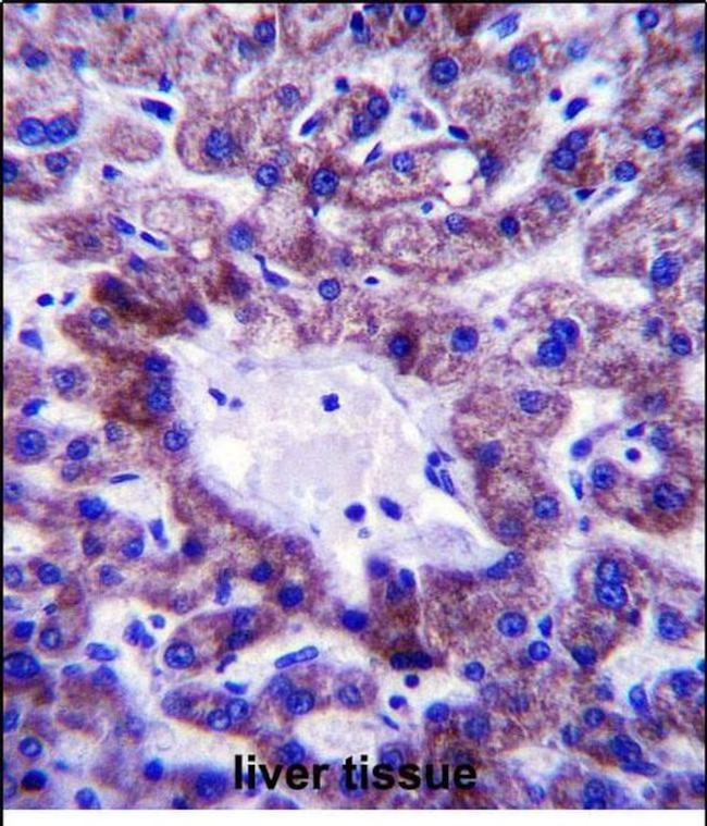 C5orf33 Antibody in Immunohistochemistry (Paraffin) (IHC (P))