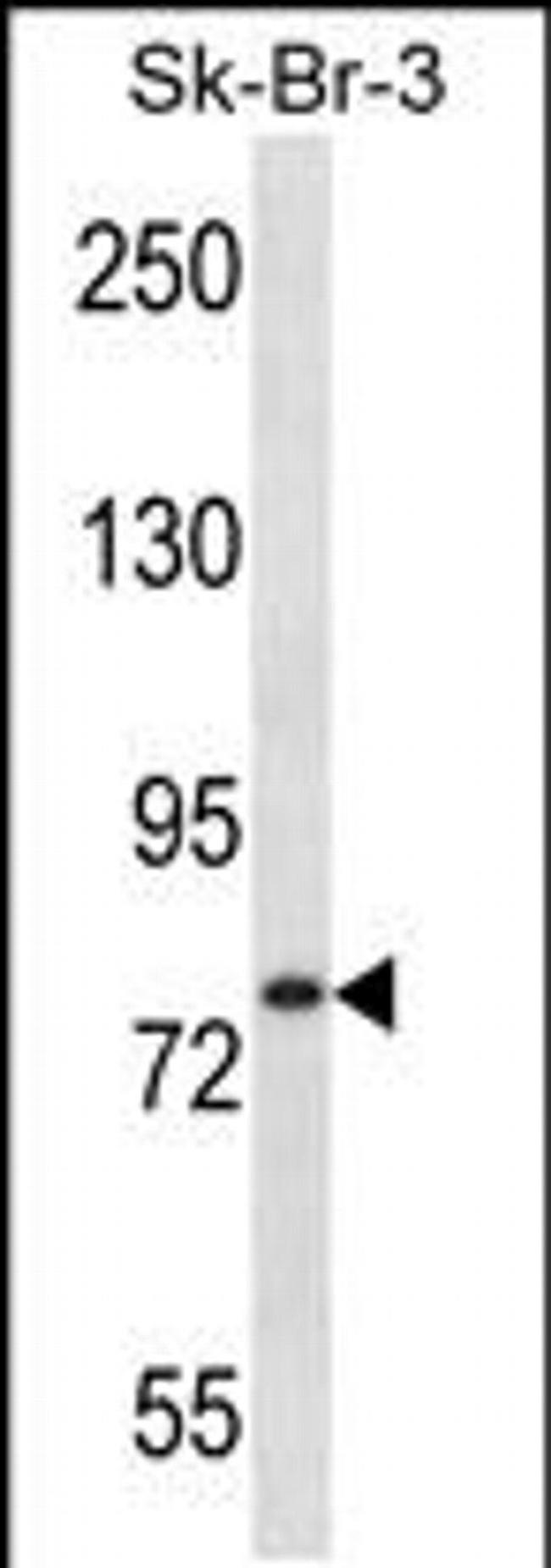 ARHGAP24 Antibody in Western Blot (WB)