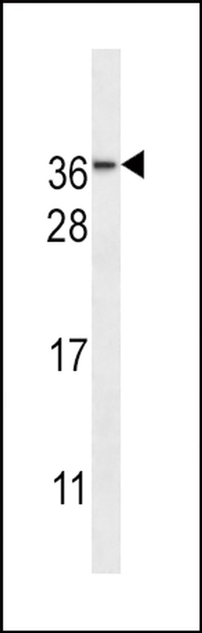 NMNAT3 Antibody in Western Blot (WB)