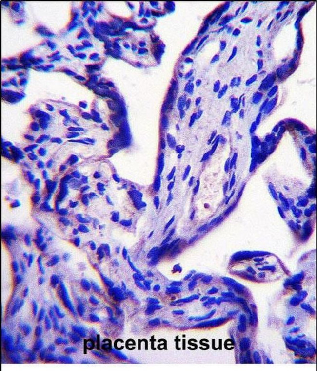 EFCAB7 Antibody in Immunohistochemistry (Paraffin) (IHC (P))