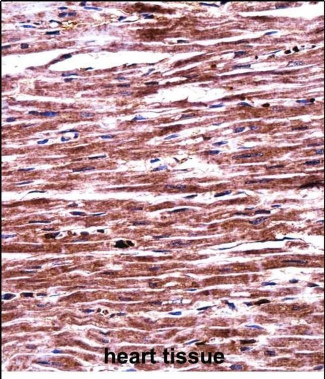 RNF19A Antibody in Immunohistochemistry (Paraffin) (IHC (P))