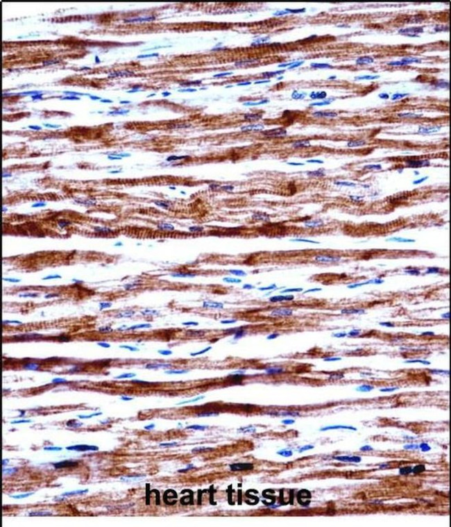 POLR2J Antibody in Immunohistochemistry (Paraffin) (IHC (P))