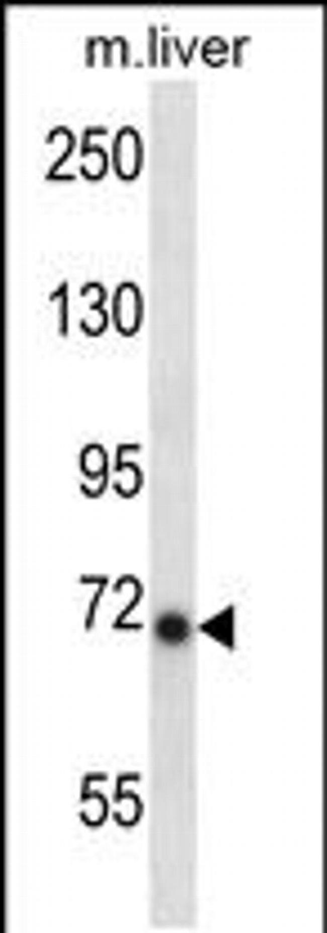 IKK epsilon Antibody in Western Blot (WB)