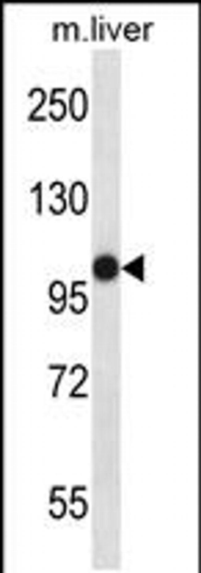 MASTL Antibody in Western Blot (WB)