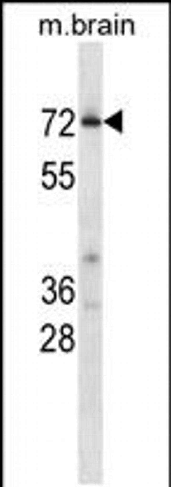PCTAIRE2 Antibody in Western Blot (WB)