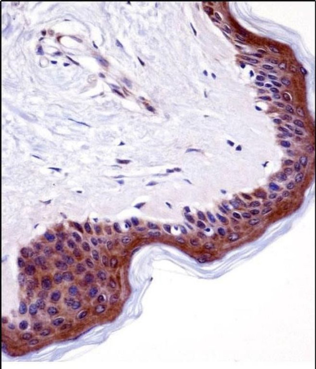LSM14A Antibody in Immunohistochemistry (Paraffin) (IHC (P))