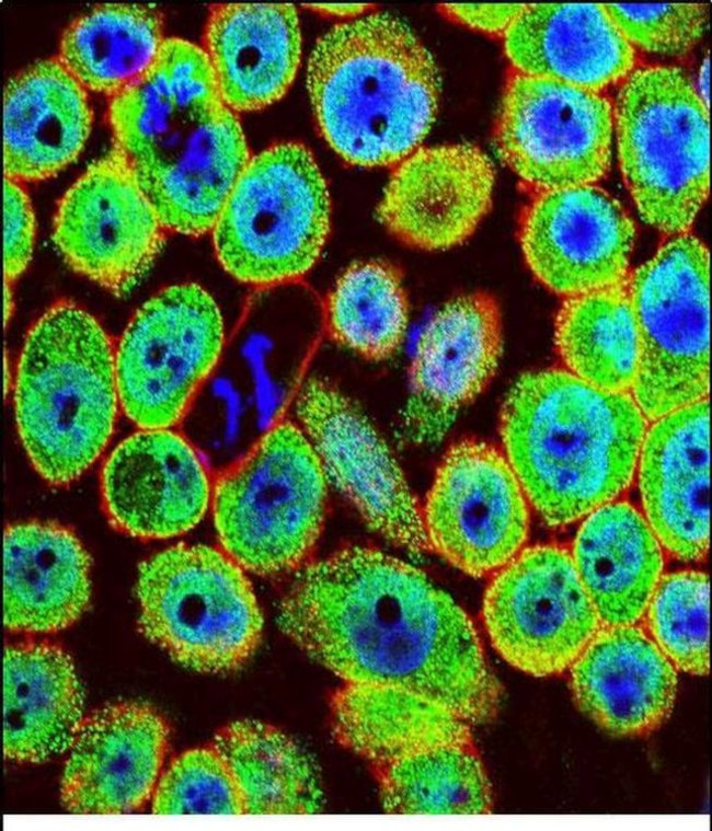 HN1 Antibody in Immunocytochemistry (ICC/IF)