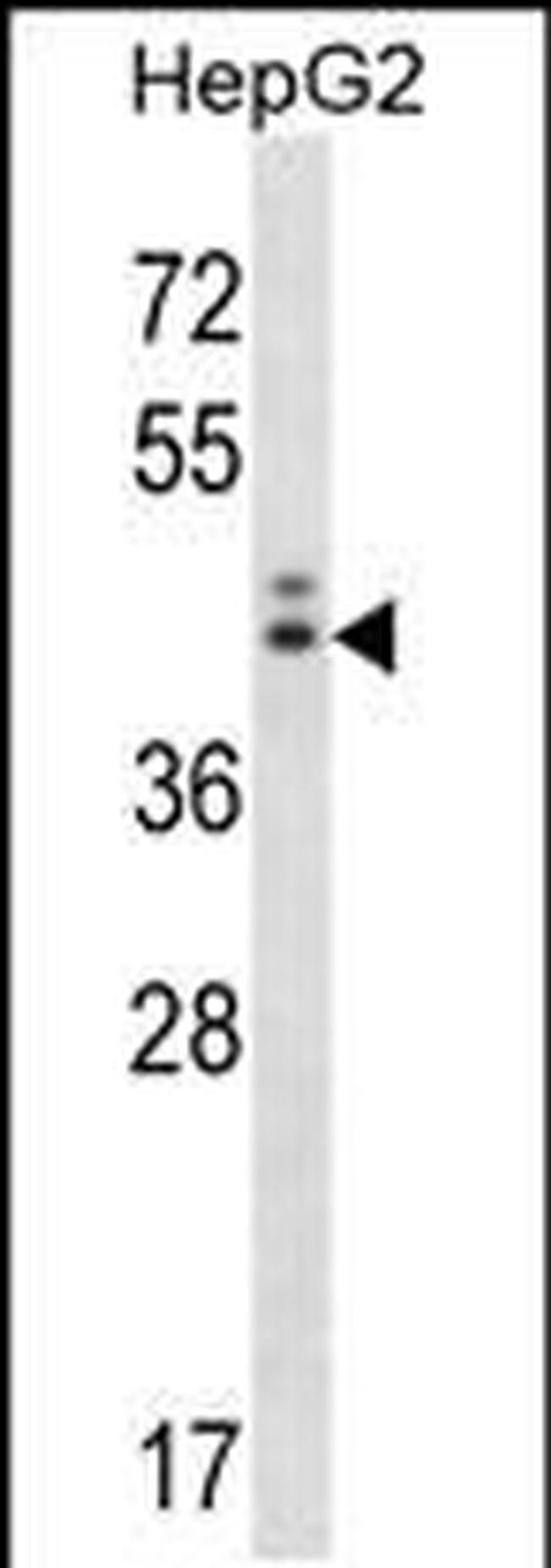 NGDN Antibody in Western Blot (WB)