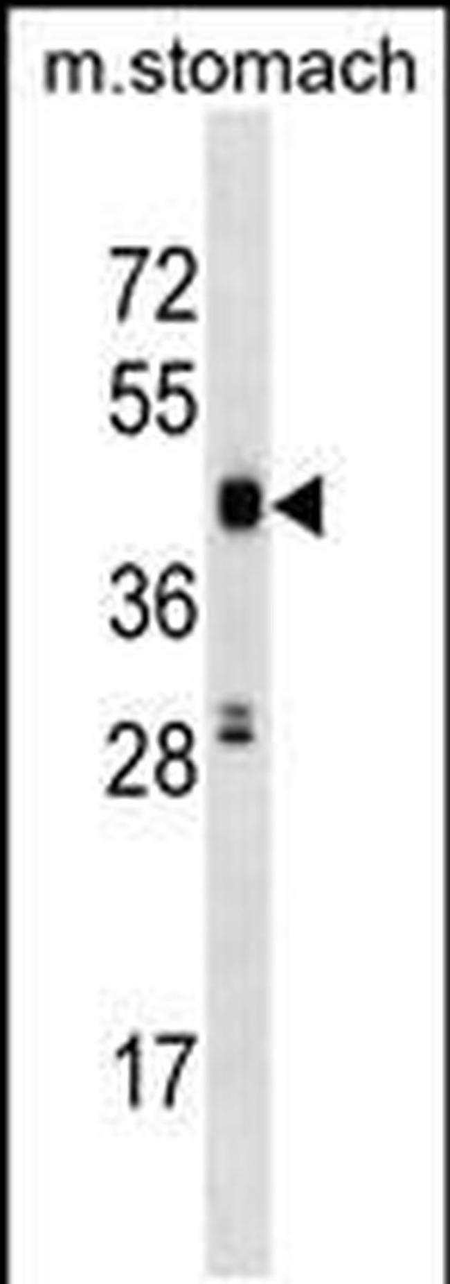 PCTAIRE3 Antibody in Western Blot (WB)
