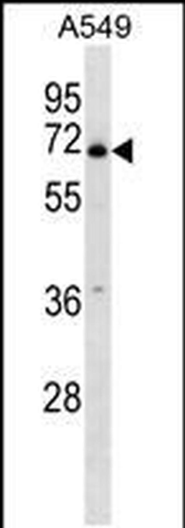 PLBD2 Antibody in Western Blot (WB)
