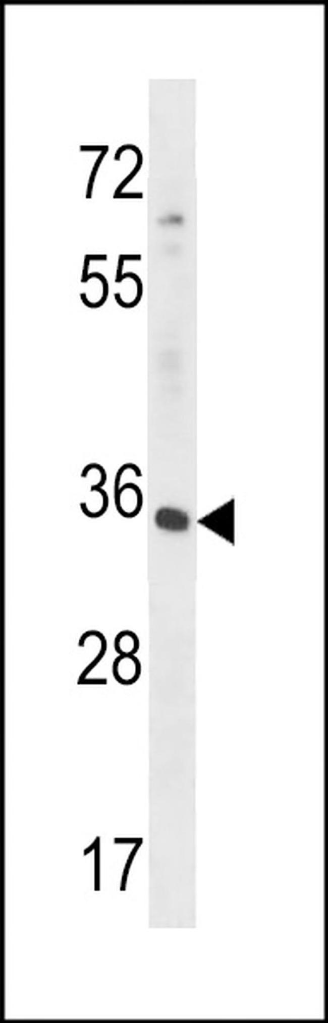 RFNG Antibody in Western Blot (WB)