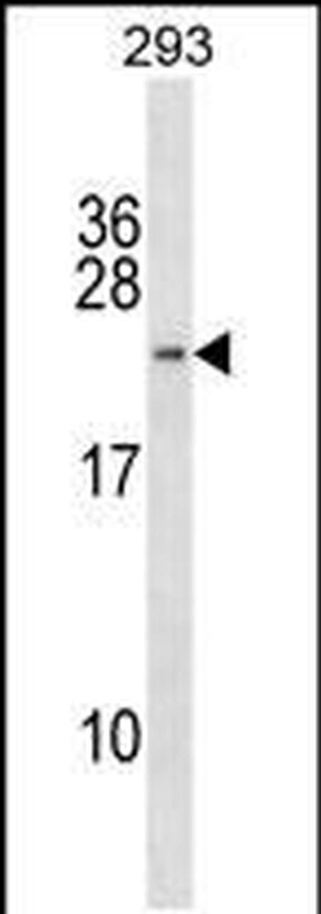H2BFWT Antibody in Western Blot (WB)
