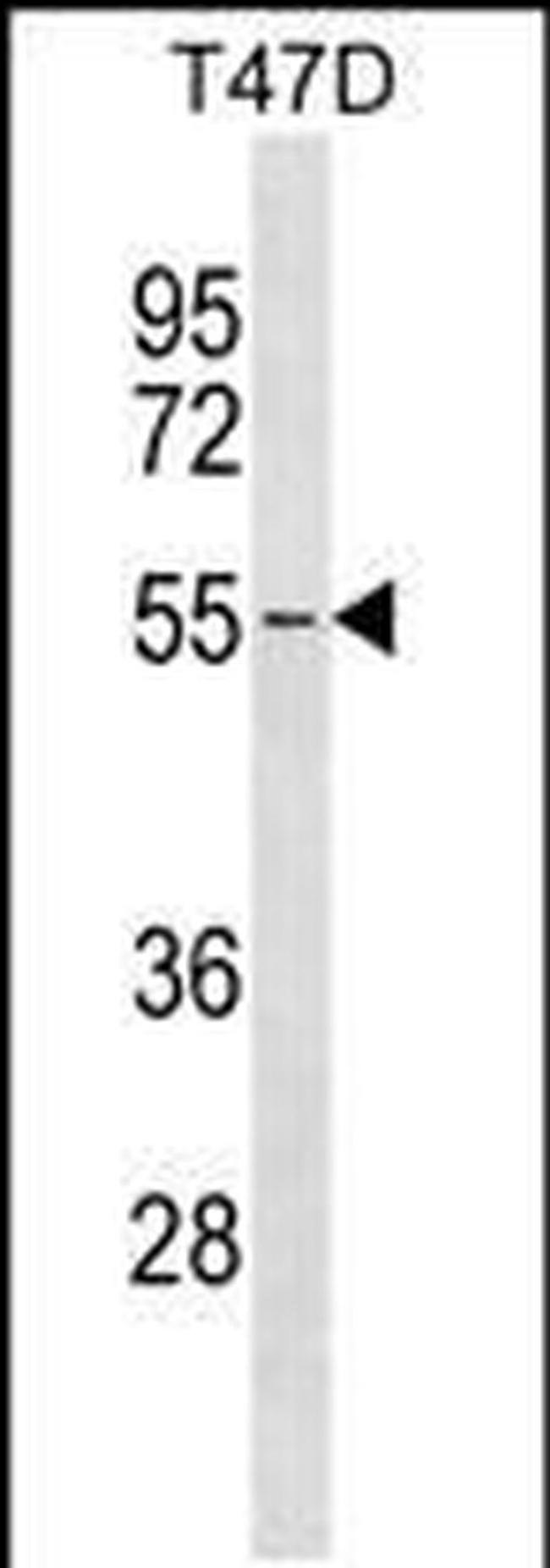 ERGIC2 Antibody in Western Blot (WB)