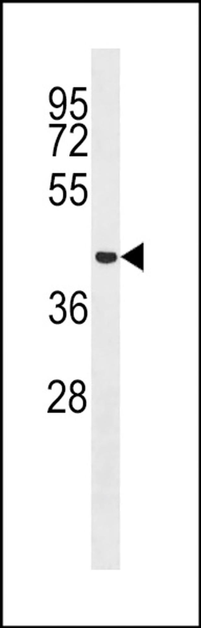 MCRS1 Antibody in Western Blot (WB)