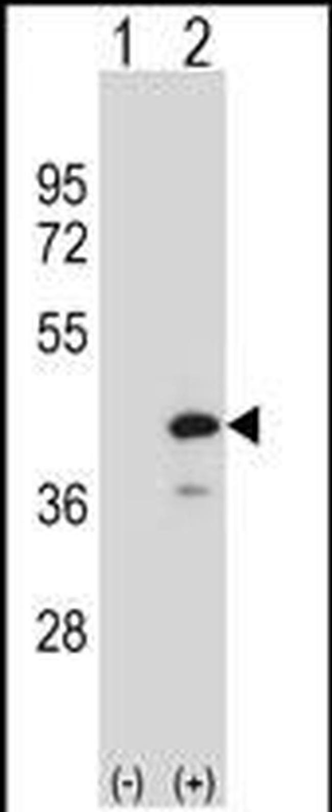 PTPN18 Antibody in Western Blot (WB)