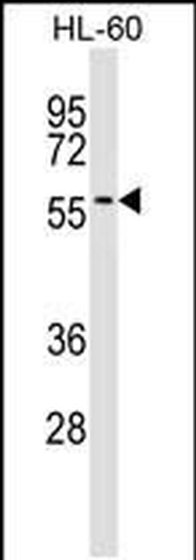 IFRD2 Antibody in Western Blot (WB)