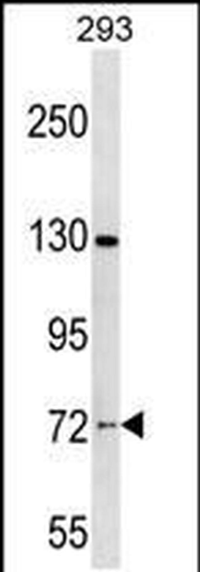 NOL4 Antibody in Western Blot (WB)