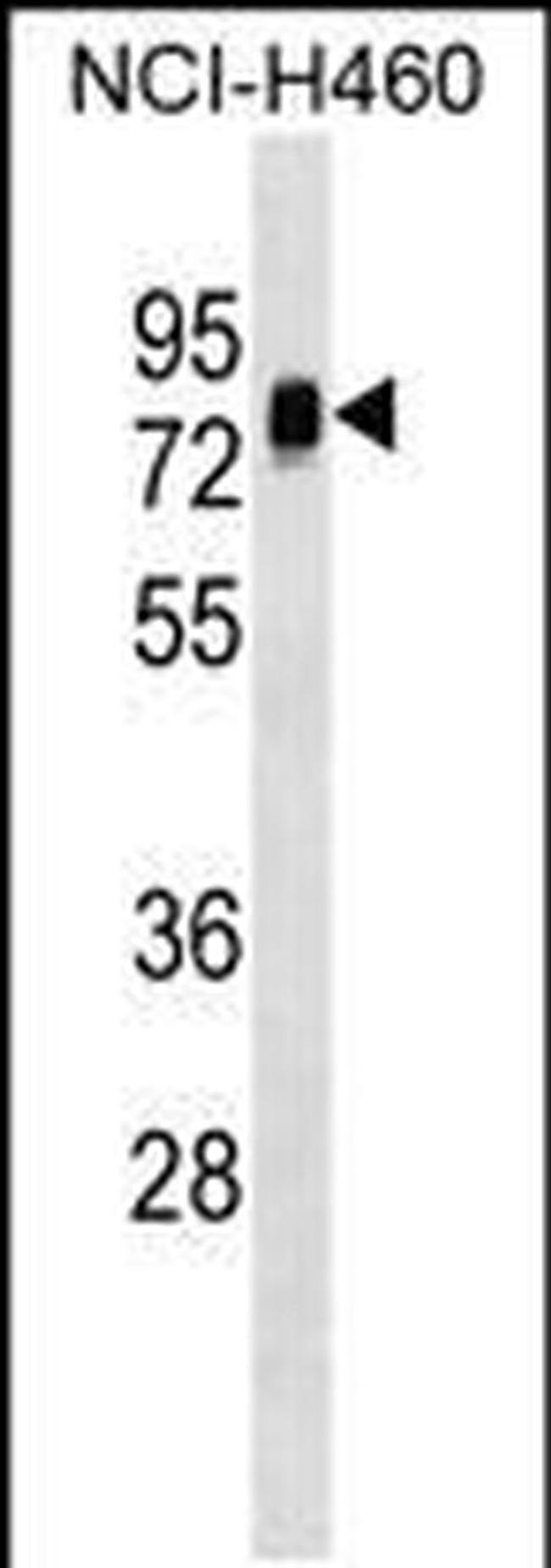 NAP1L3 Antibody in Western Blot (WB)