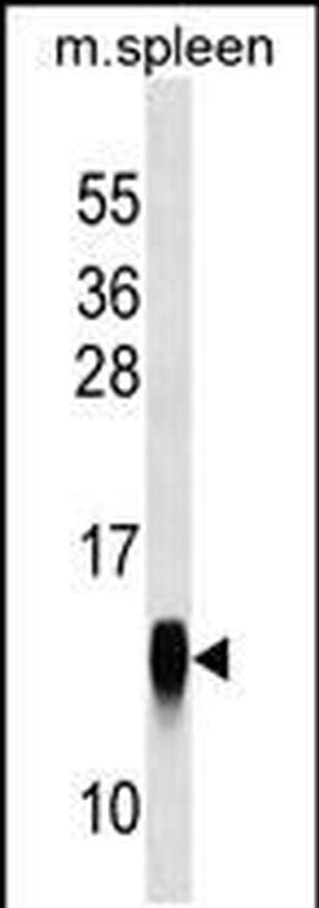 CRB3 Antibody in Western Blot (WB)