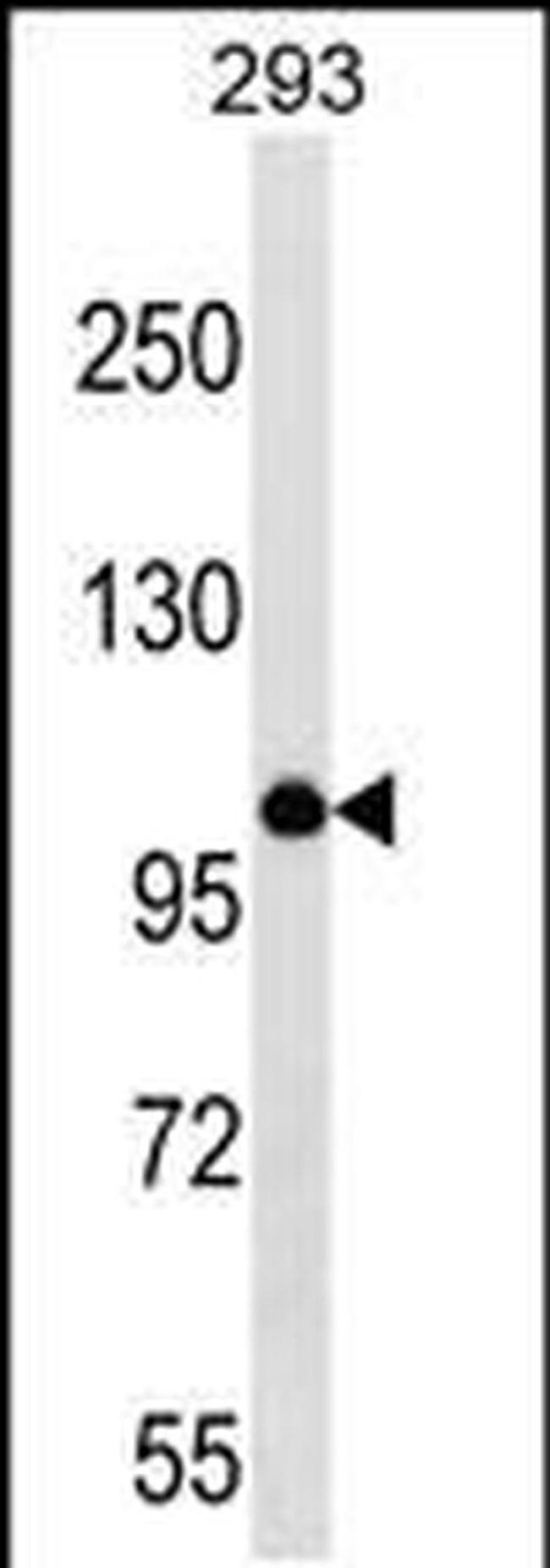 v-Myb Antibody in Western Blot (WB)