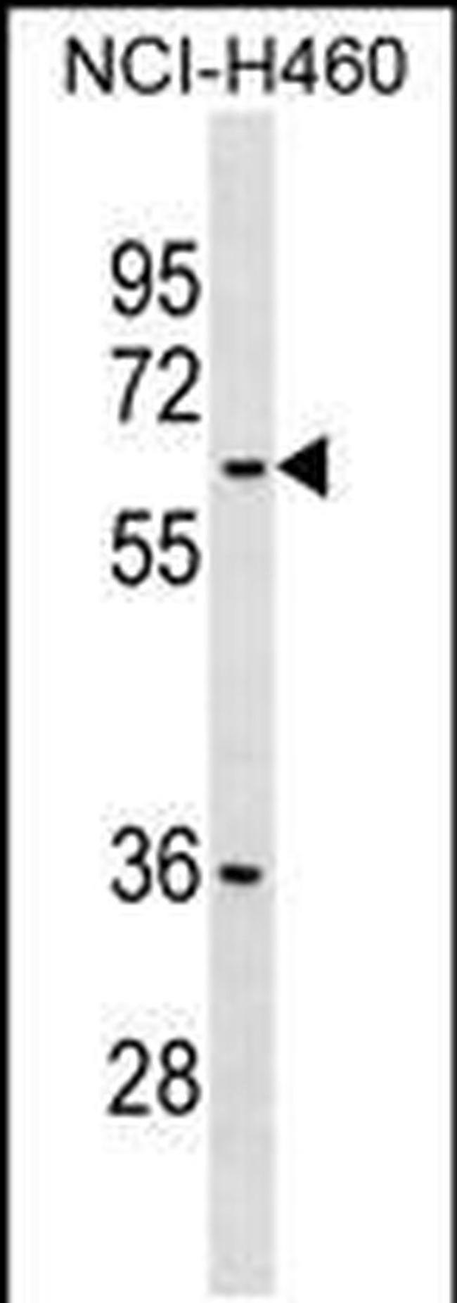 MDH1B Antibody in Western Blot (WB)