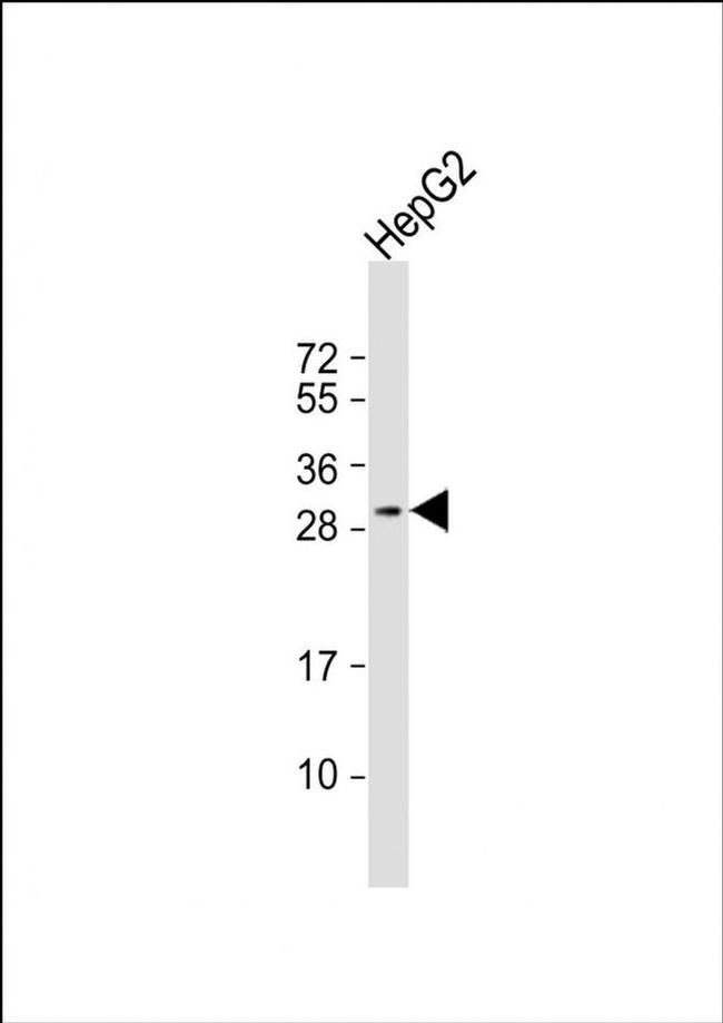CELA1 Antibody in Western Blot (WB)