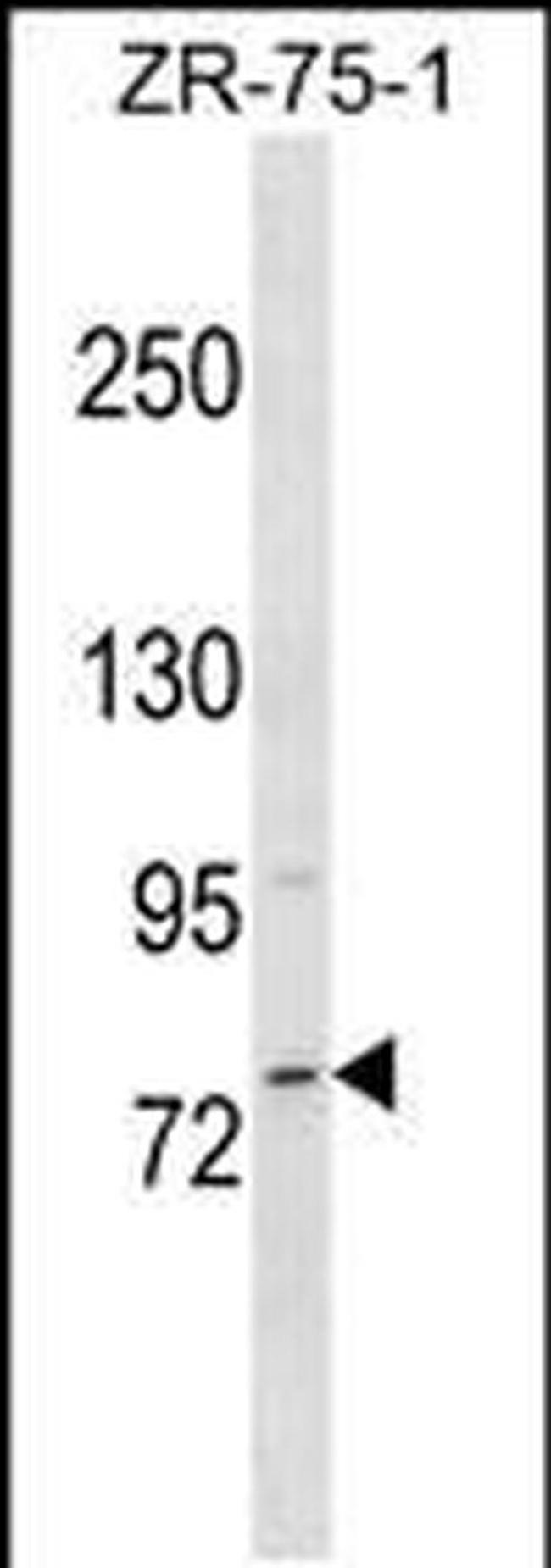 MICALCL Antibody in Western Blot (WB)