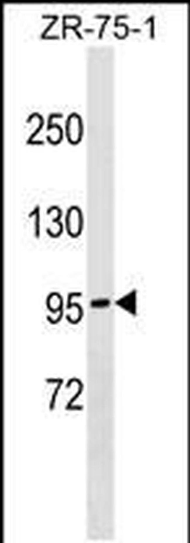 NDST4 Antibody in Western Blot (WB)